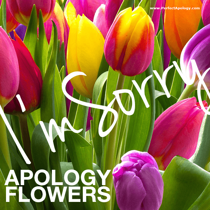 Say I'm sorry with apology flowers tulips and greenery with I'm sorry written across