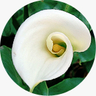 Calla Lilies