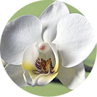 Single white orchid