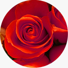 Single red rose