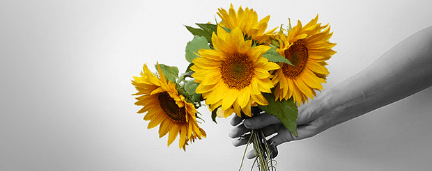 Apology gift for friends, best friends Outstretched arm holding a bouquet of sunflowers
